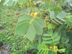 Senna uniflora
