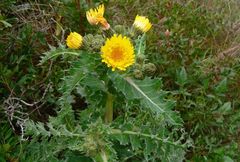 Sonchus asper glaucescens