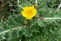 Sonchus asper glaucescens