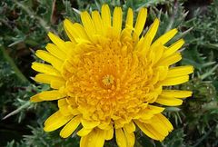 Sonchus asper glaucescens