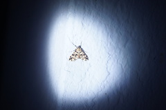 Conchylodes bryophilalis