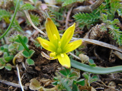 Gagea pusilla