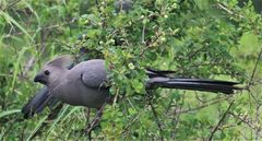 Corythaixoides concolor concolor