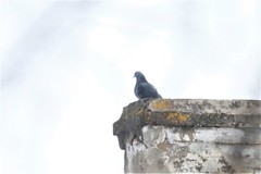 Columba livia