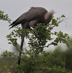 Corythaixoides concolor concolor