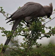 Corythaixoides concolor concolor