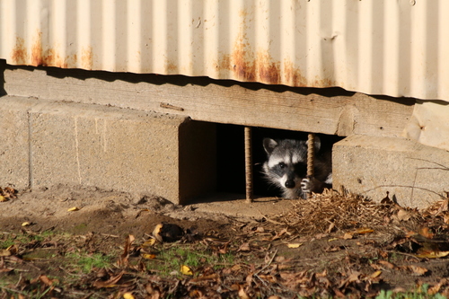 Common Raccoon photographed in Washington