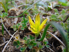 Gagea pusilla