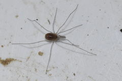 Mitostoma chrysomelas