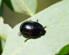 Paropsisterna angustipes
