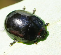 Paropsisterna angustipes