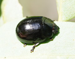 Paropsisterna angustipes