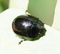 Paropsisterna angustipes