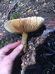 Cortinarius castoreus