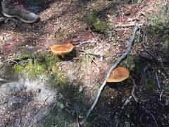 Cortinarius castoreus