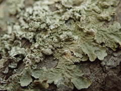 Flavoparmelia soredians