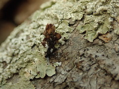 Flavoparmelia soredians