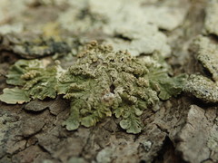 Flavoparmelia soredians