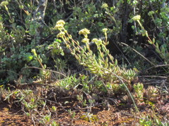 Crassula mesembryanthoides mesembryanthoides