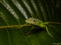 Anolis chloris