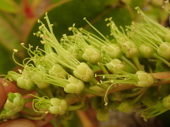 Cunonia macrophylla