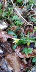 Gagea lutea