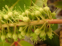 Cunonia macrophylla