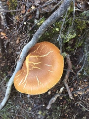 Cortinarius castoreus