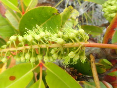 Cunonia macrophylla