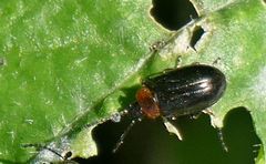 Microtheca semilaevis