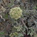 Lomatium macrocarpum - Photo (c) J Brew,  זכויות יוצרים חלקיות (CC BY-NC-SA), uploaded by John Brew