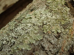 Flavoparmelia soredians