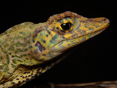Anolis latifrons