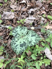 Trillium cuneatum