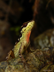 Anolis notopholis
