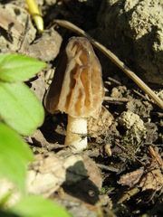 Morchella semilibera