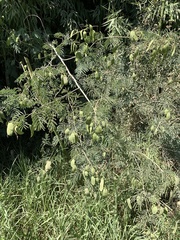 Senegalia bonariensis