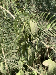 Senegalia bonariensis