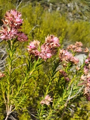 Lamprotis
