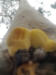 Laetiporus gilbertsonii