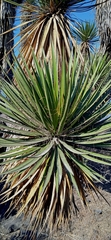 Yucca periculosa