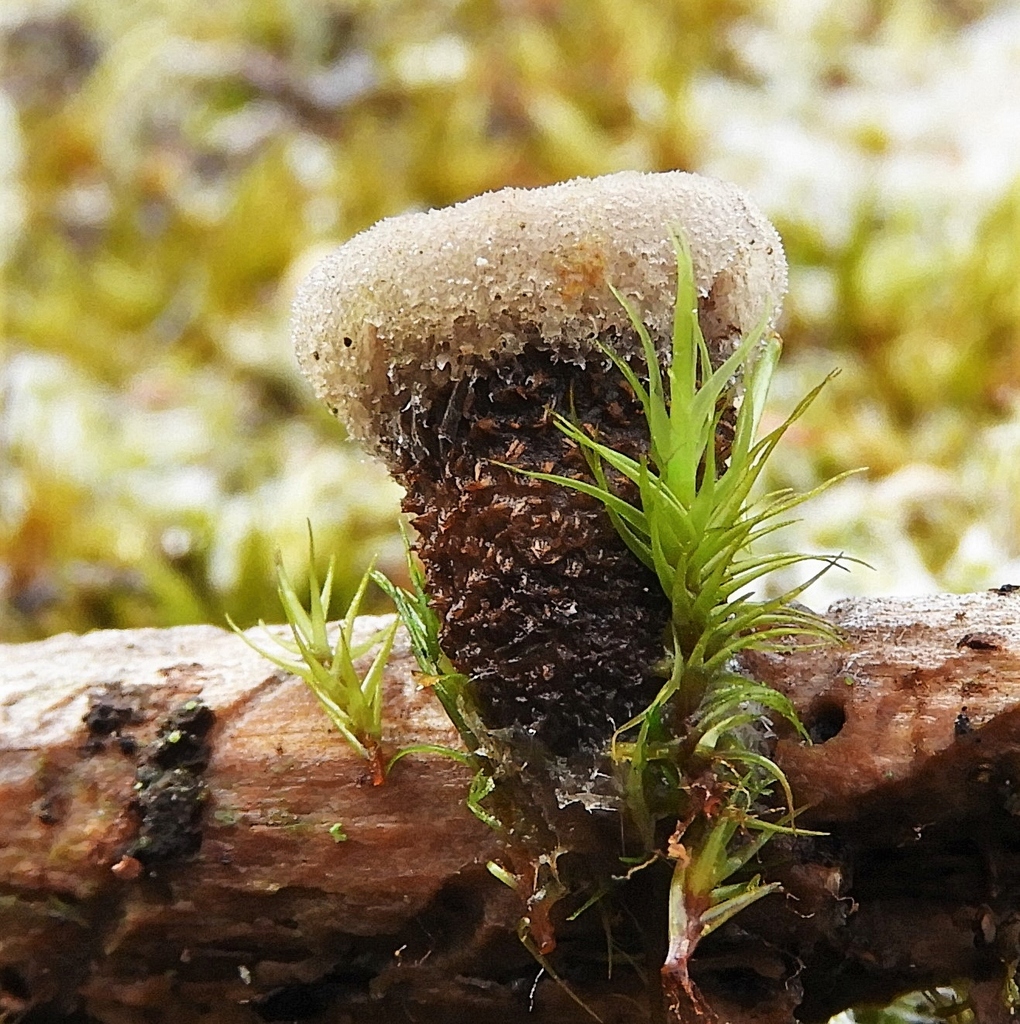 woolly bird's nest fungus from Nanaimo, BC, Canada on March 12, 2021 at