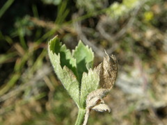 Magydaris pastinacea image