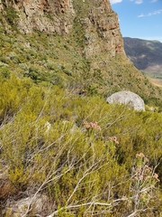 Lamprotis