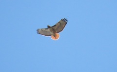 Buteo jamaicensis