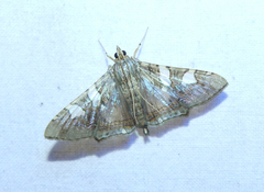 Glyphodes cosmarcha
