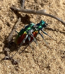 Cicindela scutellaris scutellaris