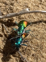 Cicindela scutellaris scutellaris