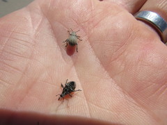 Philopedon plagiatum