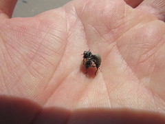 Philopedon plagiatum